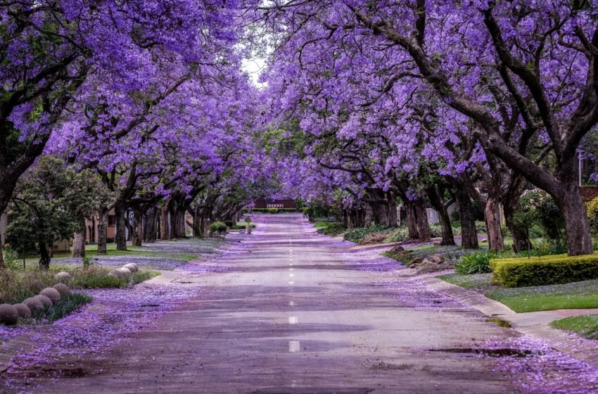 ¡Esperando el esplendor púrpura! Todo lo que necesitas saber sobre la temporada de florecimiento de las Jacarandas